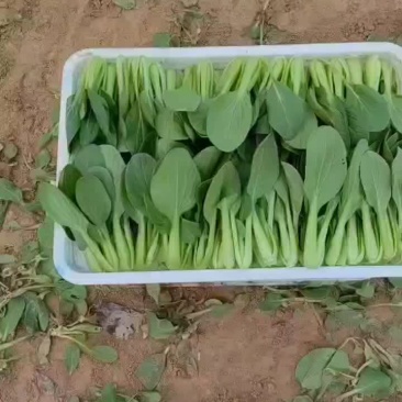 精品上海青，小白菜，菠菜，油麦菜，香菜，芹菜，菜花，甘蓝