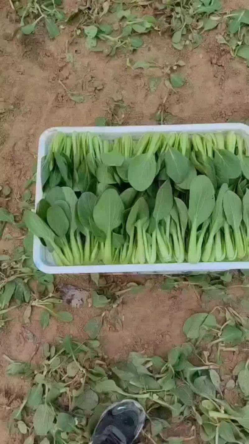 精品上海青，小白菜，菠菜，油麦菜，香菜，芹菜，菜花，甘蓝