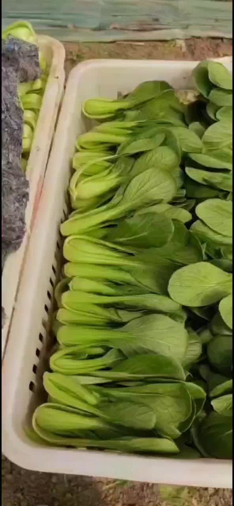 精品上海青，小白菜，菠菜，油麦菜，香菜，芹菜，菜花，甘蓝
