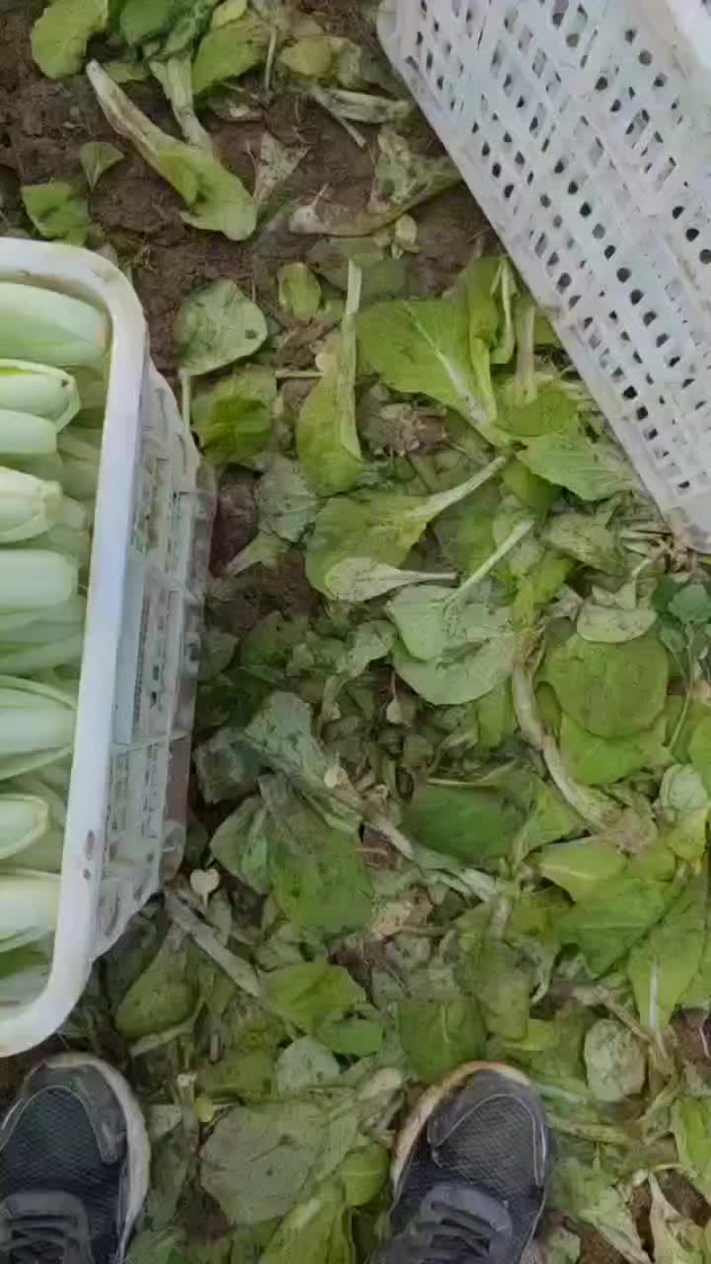 精品上海青，小白菜，菠菜，油麦菜，香菜，芹菜，菜花，甘蓝