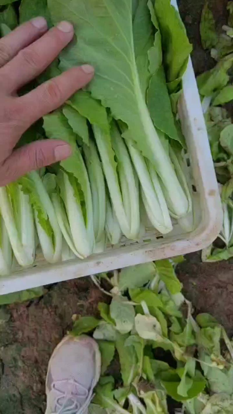 精品上海青，小白菜，菠菜，油麦菜，香菜，芹菜，菜花，甘蓝