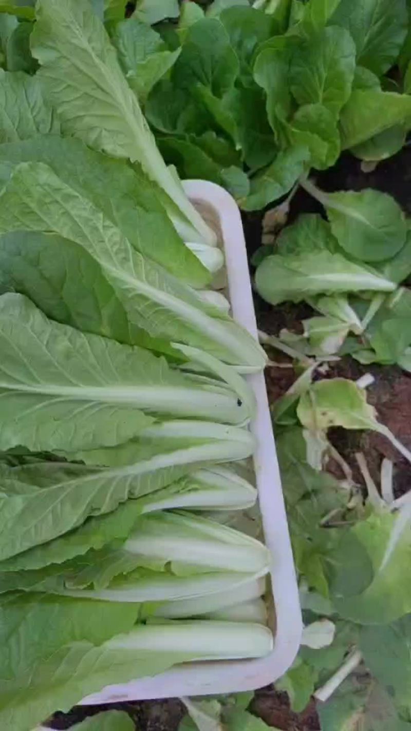 精品上海青，小白菜，菠菜，油麦菜，香菜，芹菜，菜花，甘蓝