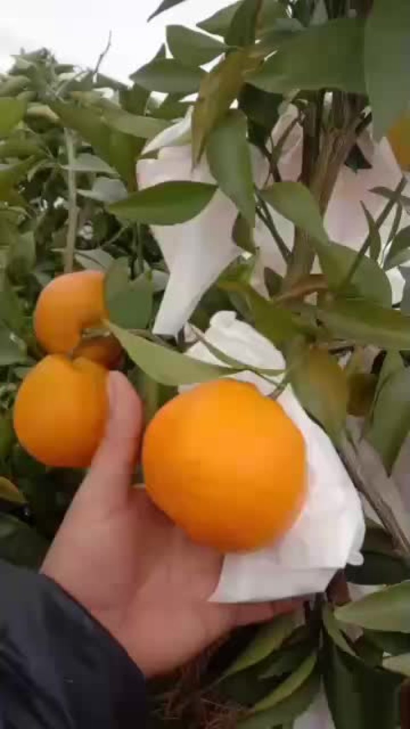 耙耙柑商品果