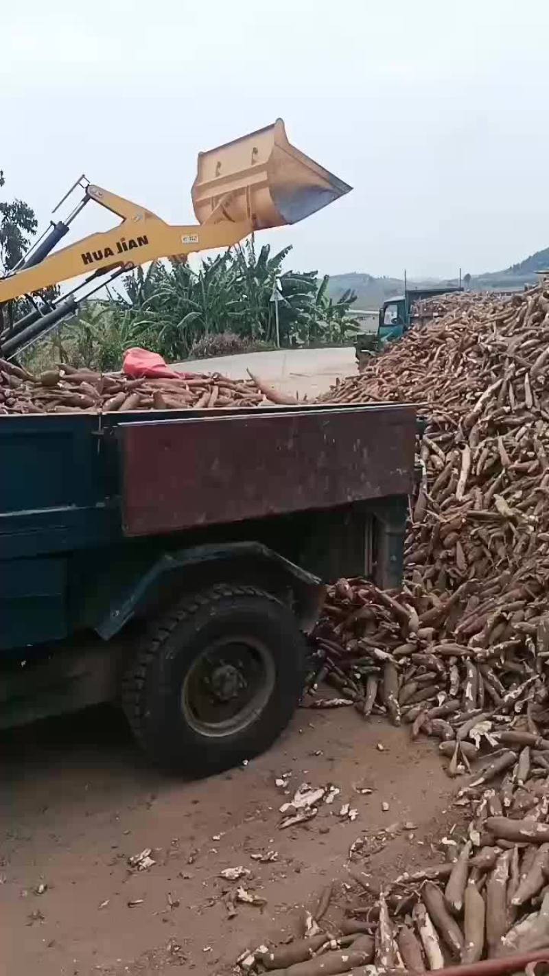 工业木薯