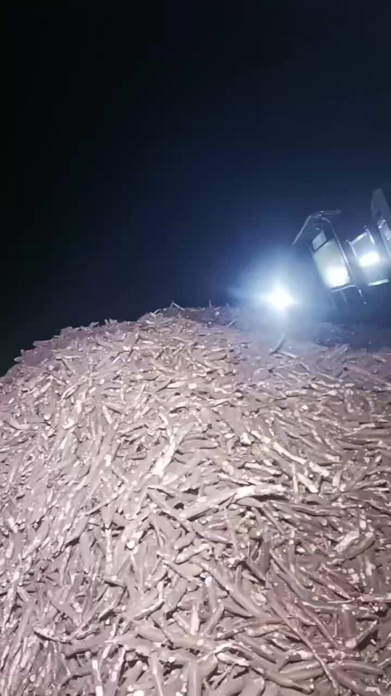 工业木薯