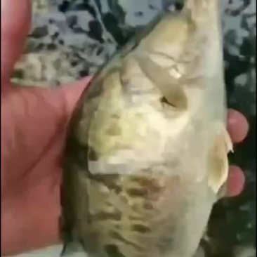 桂鱼苗，鳜鱼苗