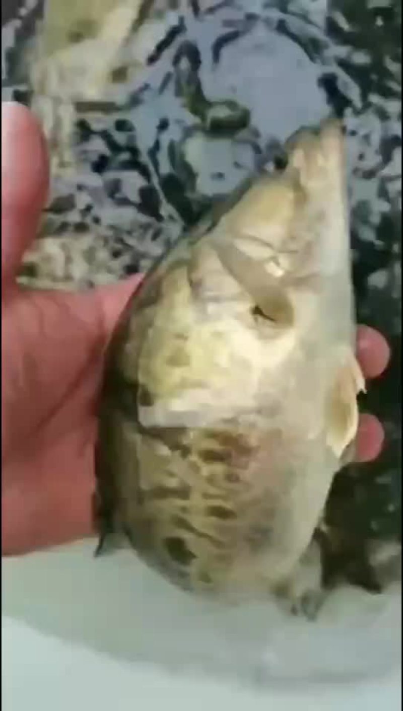 桂鱼苗，鳜鱼苗