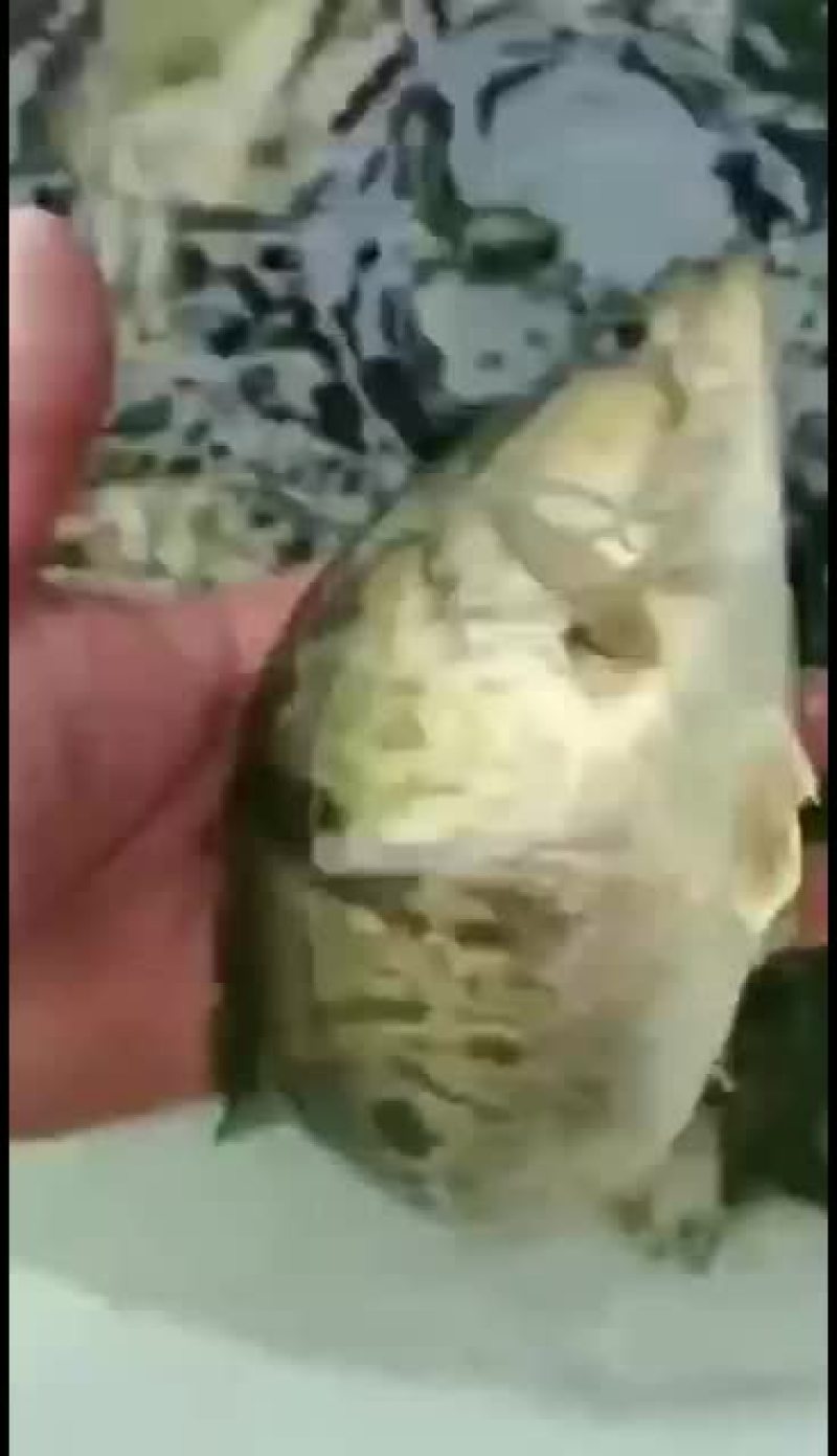 桂鱼苗，鳜鱼苗