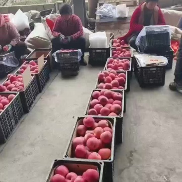 红富士苹果大量供冷库