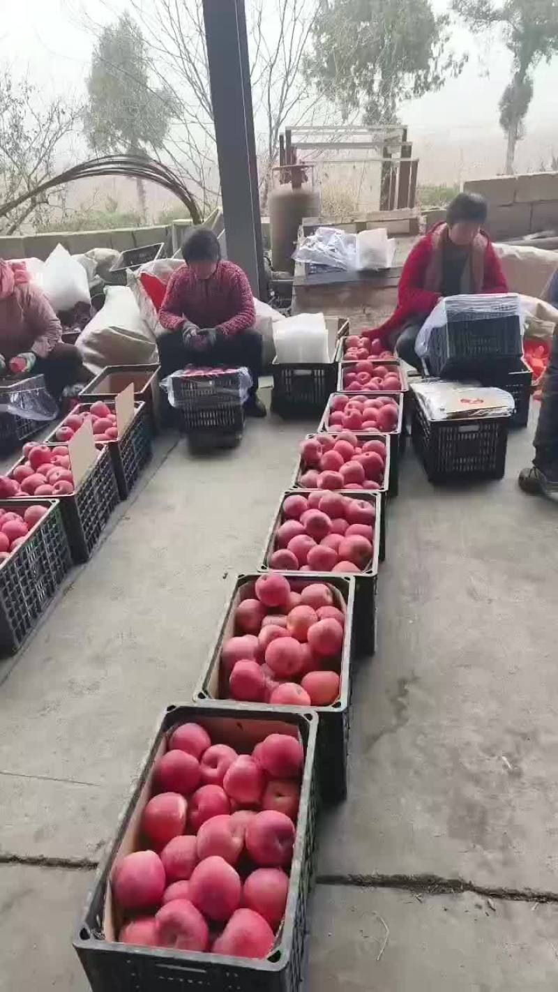 红富士苹果大量供冷库