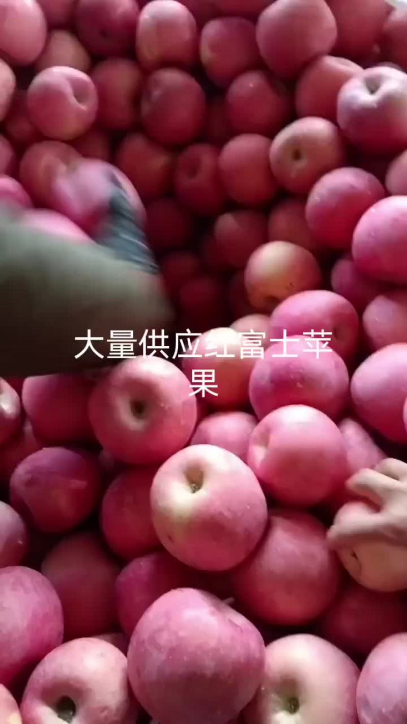 红富士苹果大量供冷库