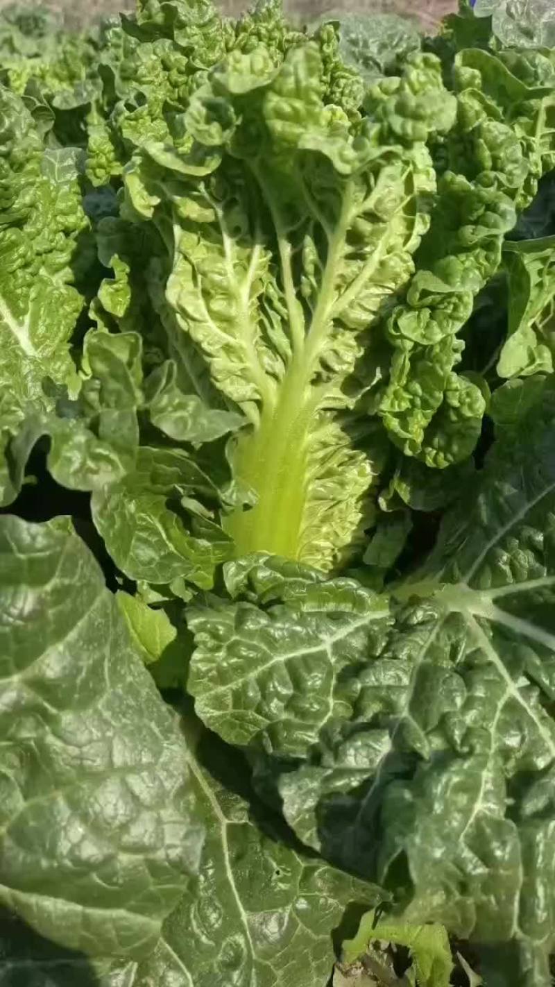 毛白菜