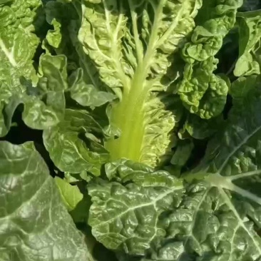 毛白菜