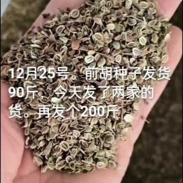白花前胡种子，犮货中