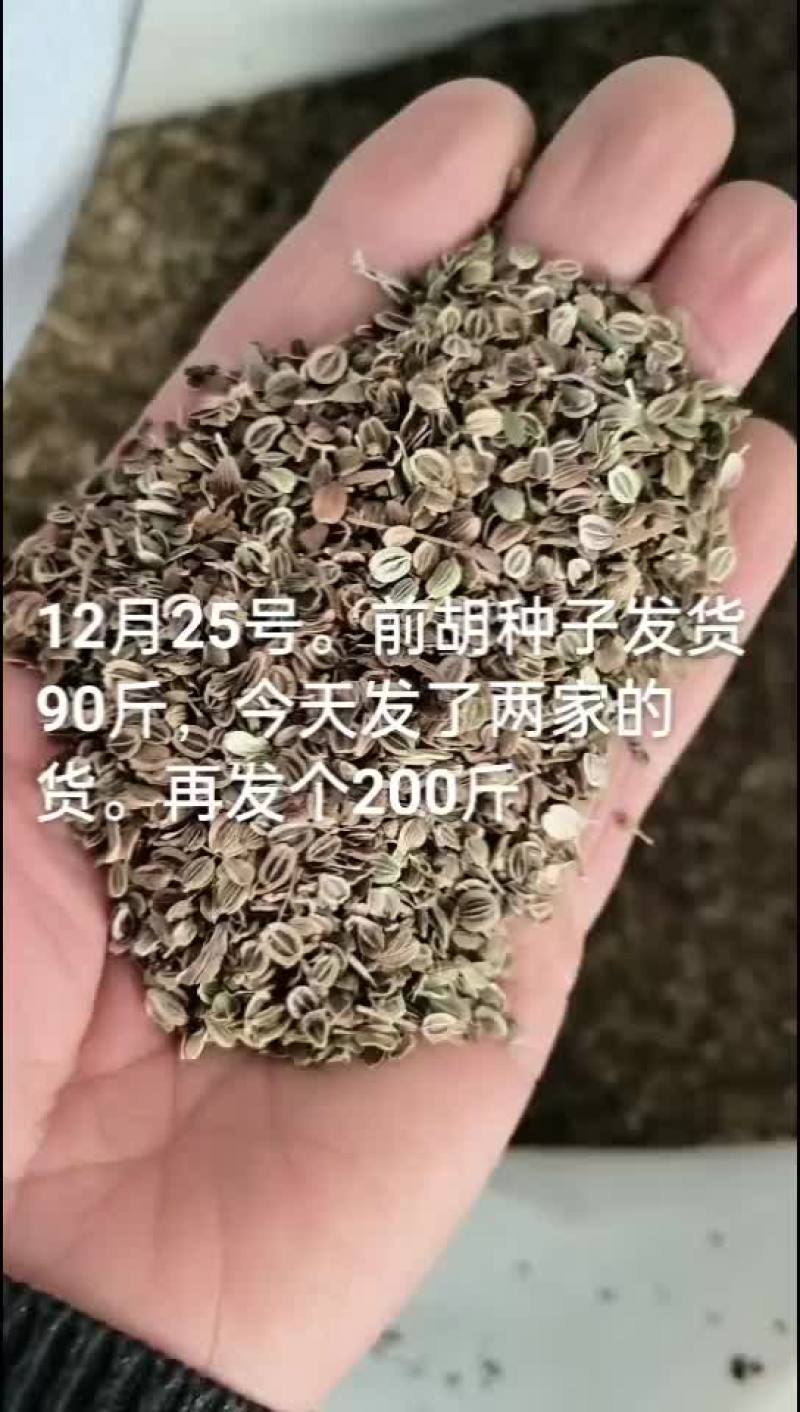 白花前胡种子，犮货中