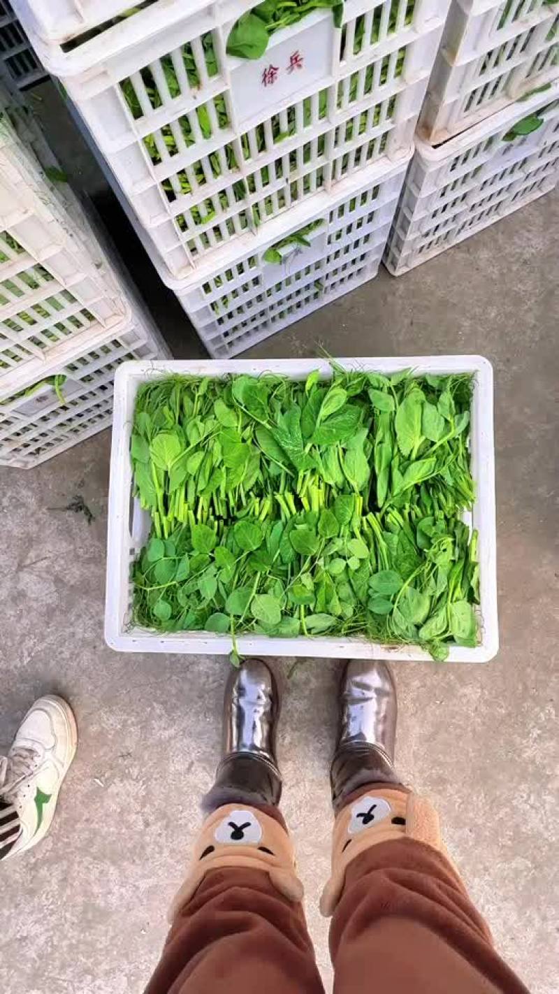 豌豆尖，豌豆苗批发，自家基地货