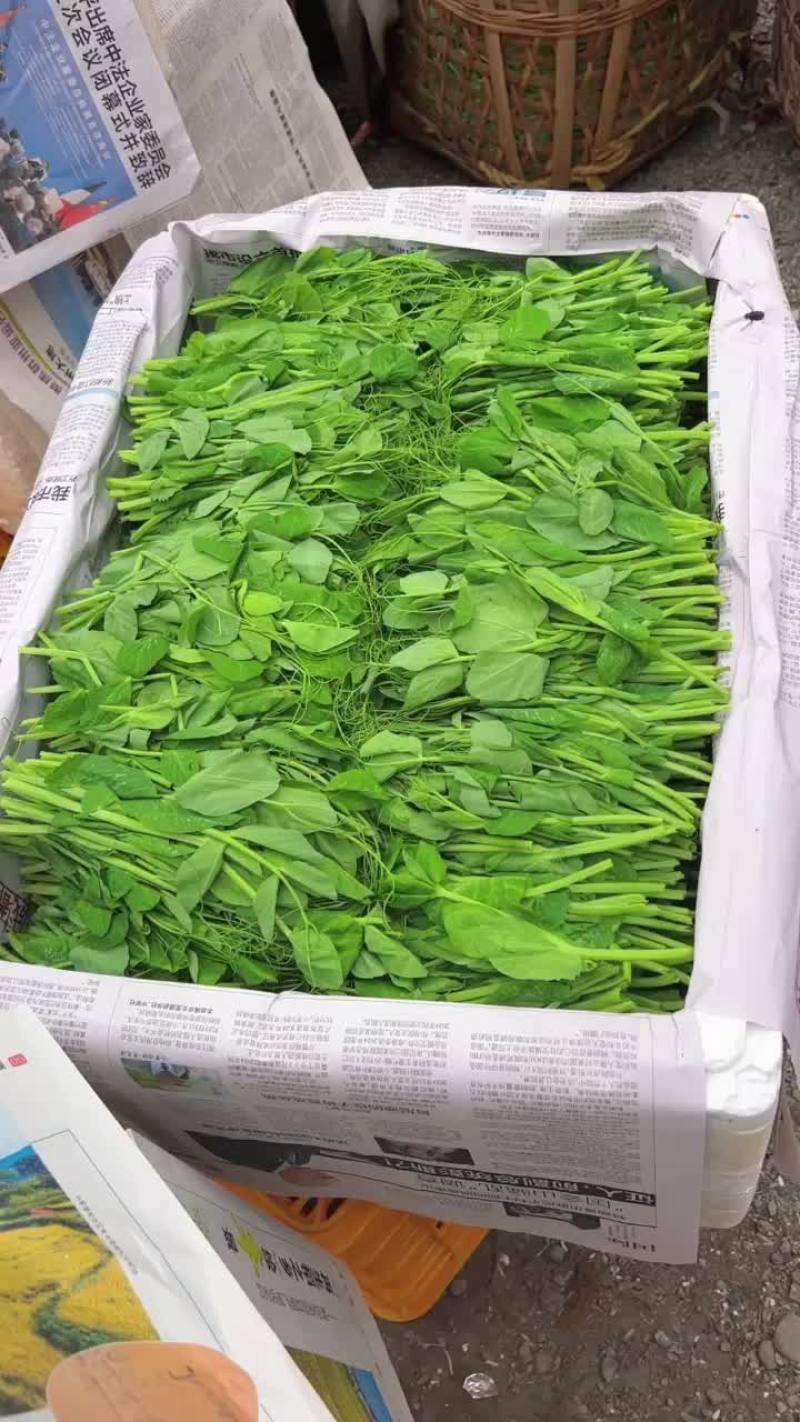 豌豆尖，豌豆苗批发，自家基地货