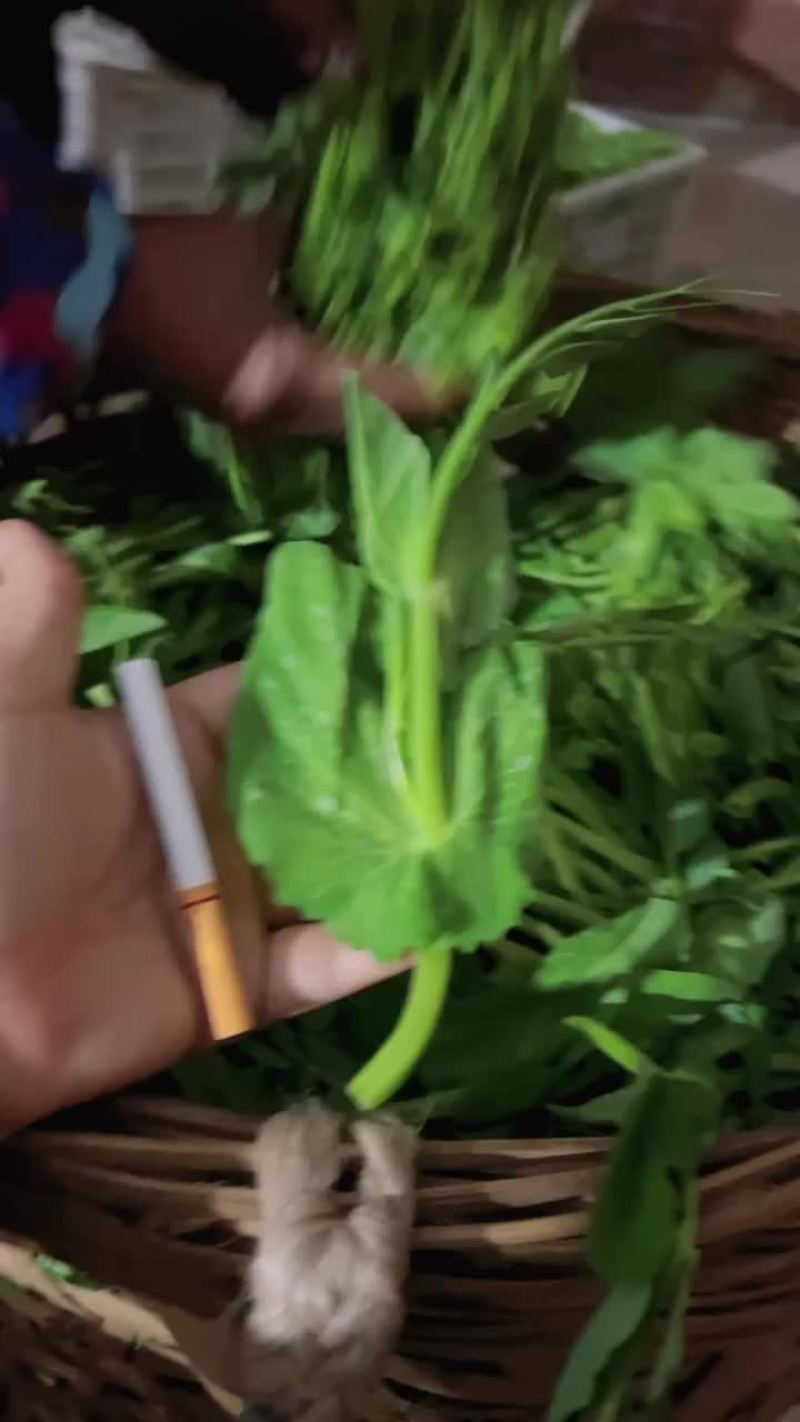 豌豆尖，豌豆苗批发，自家基地货