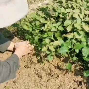 大量上市这个扦插苗出，需要这个苗的老板们可以提前预约订购