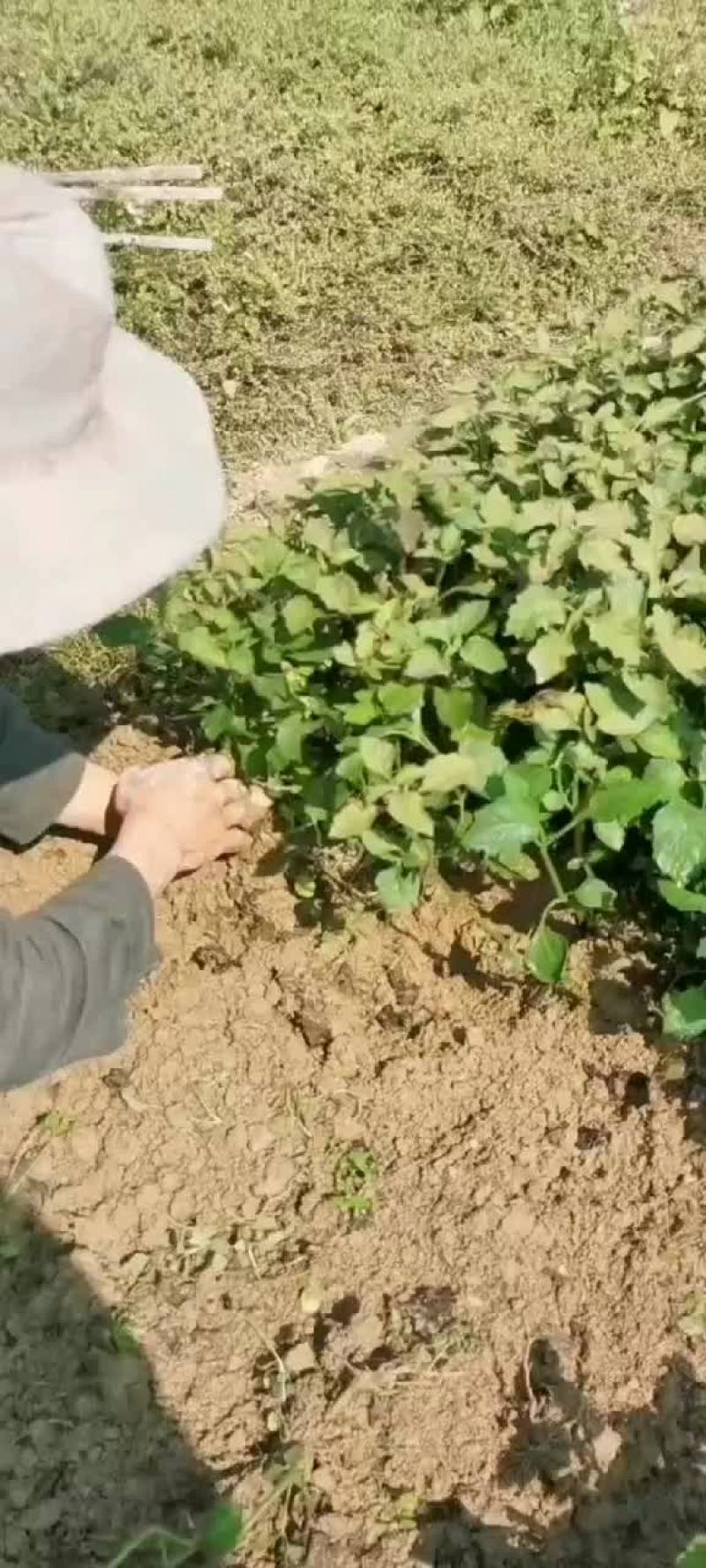 大量上市这个扦插苗出，需要这个苗的老板们可以提前预约订购