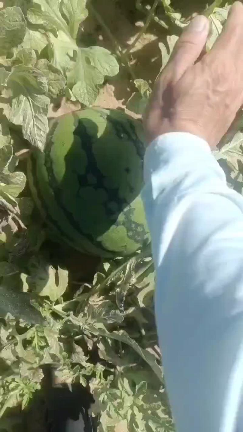 精品海南麒麟瓜一手货源全国发货保质保量走货中