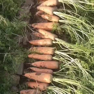 电商胡萝卜