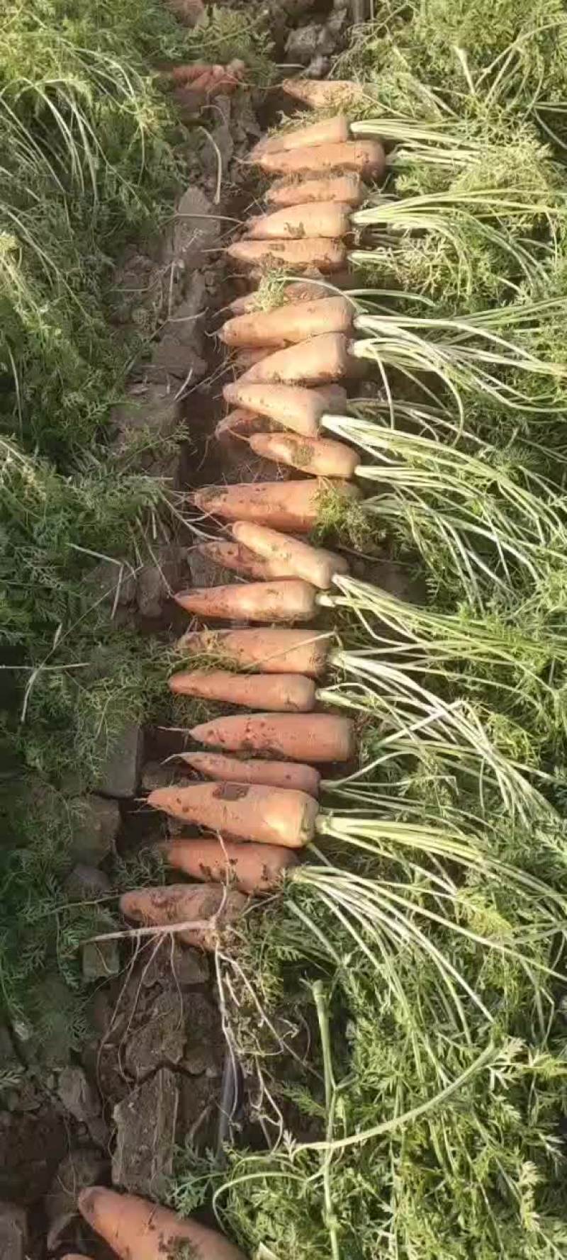 电商胡萝卜