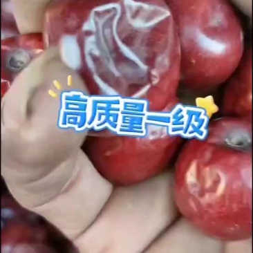 稷山板枣一级正宗姚村货