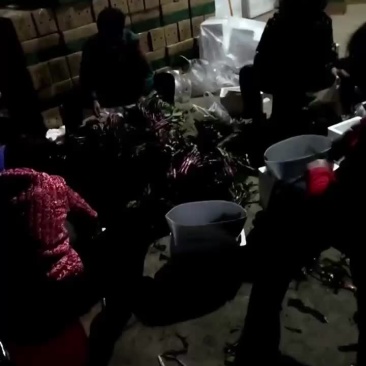大量销售红菜苔，每日现货，支持电商一件代发