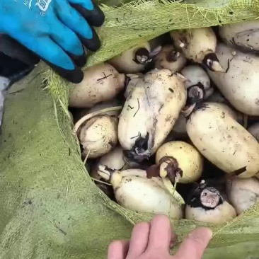 黄河滩精品藕头