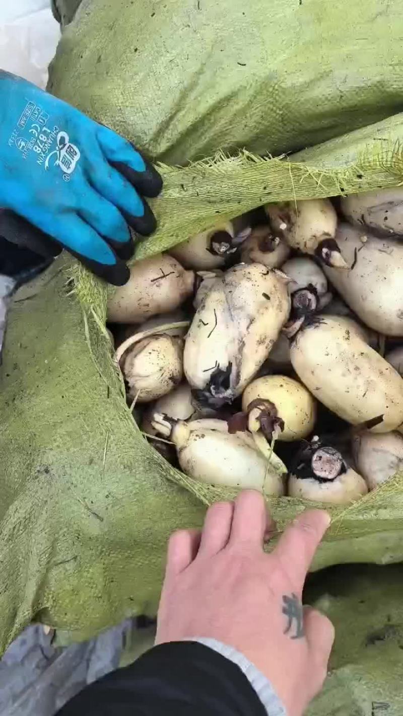 黄河滩精品藕头