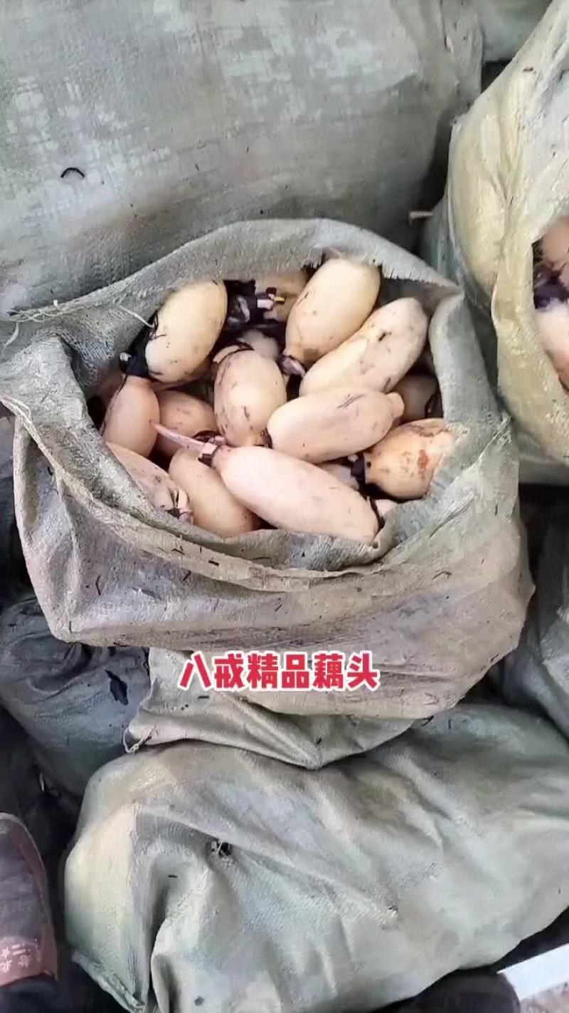 黄河滩精品藕头