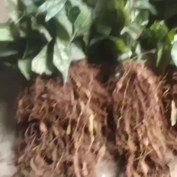 中药材金果榄苗