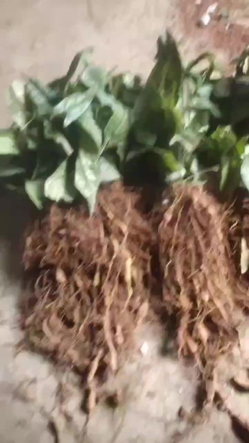 中药材金果榄苗