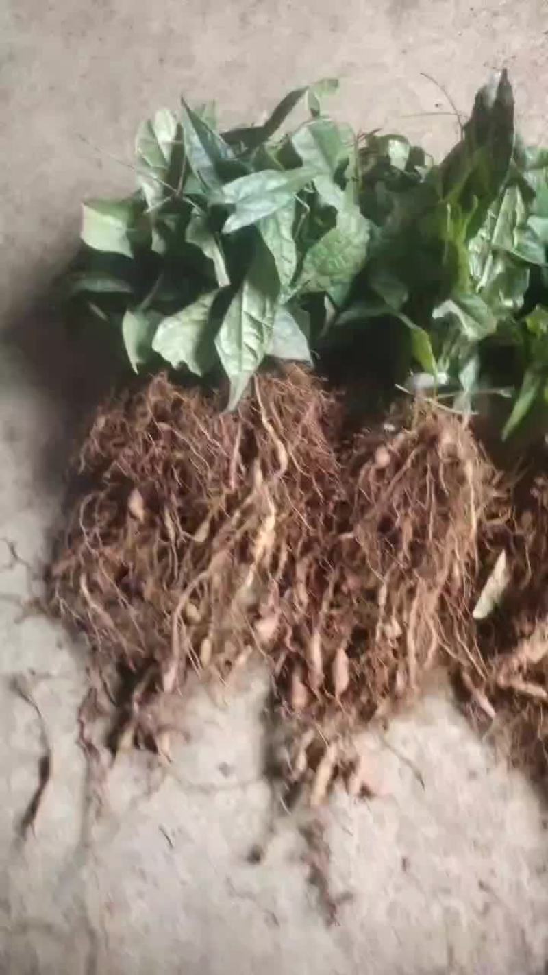 中药材金果榄苗