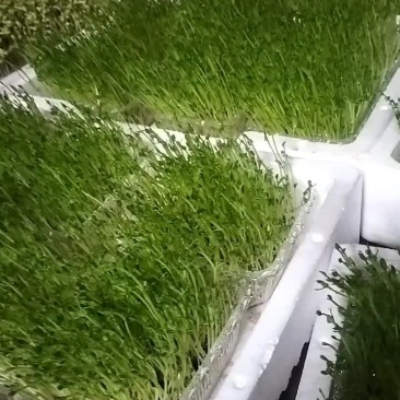 豌豆芽