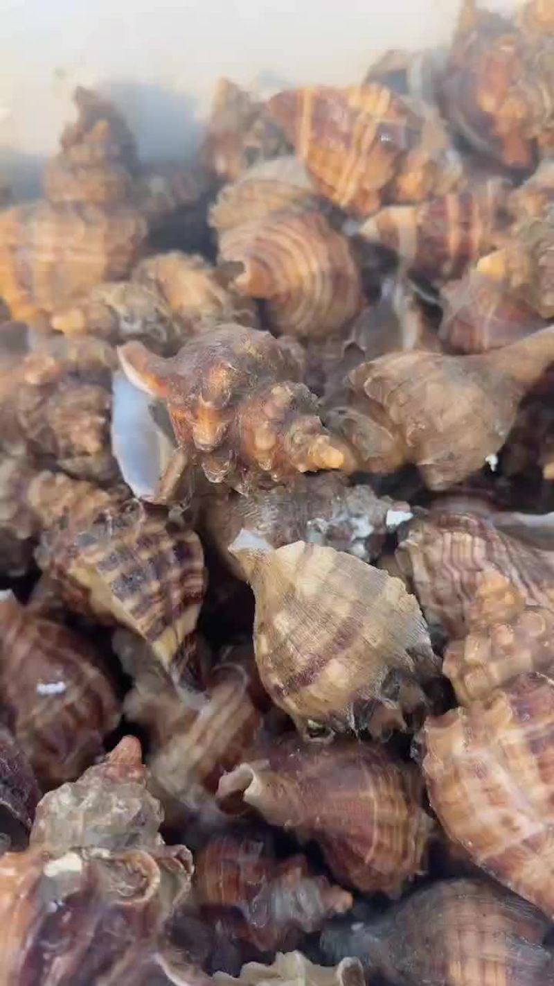 尖螺白玉螺红香螺