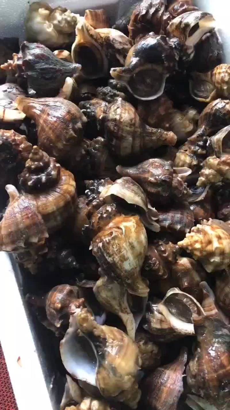 尖螺白玉螺红香螺