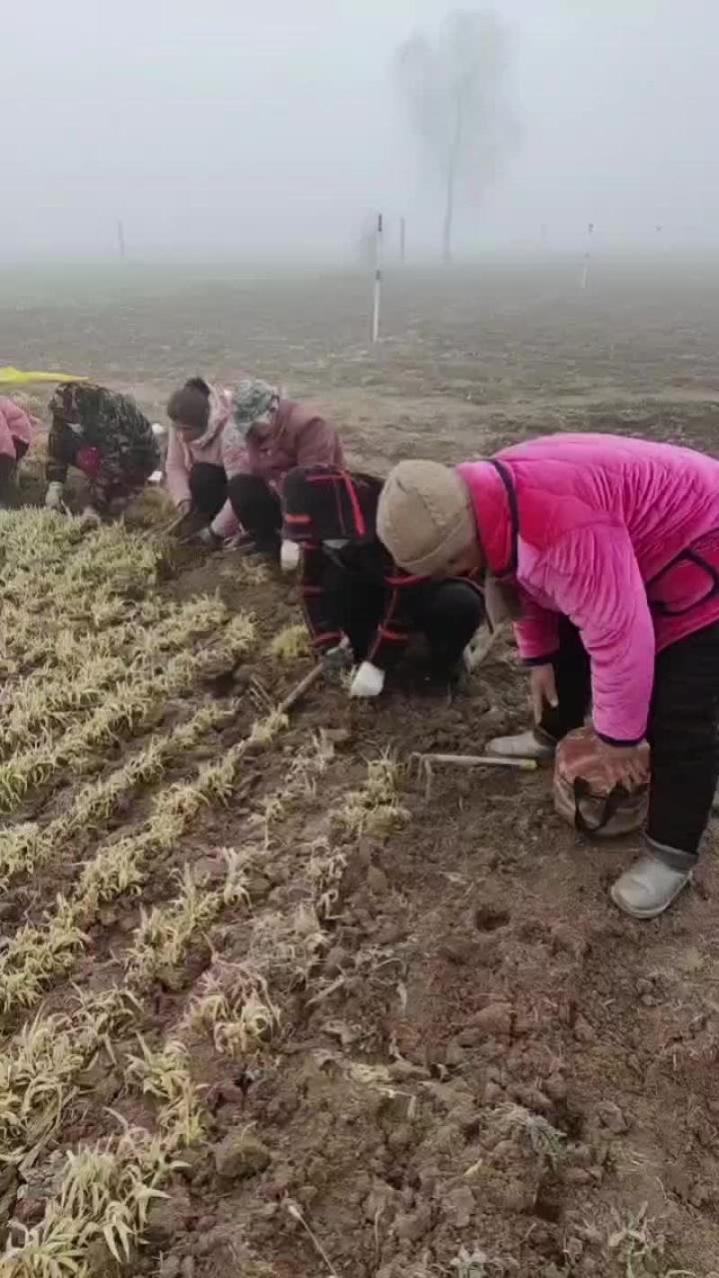 射干苗，正在采挖