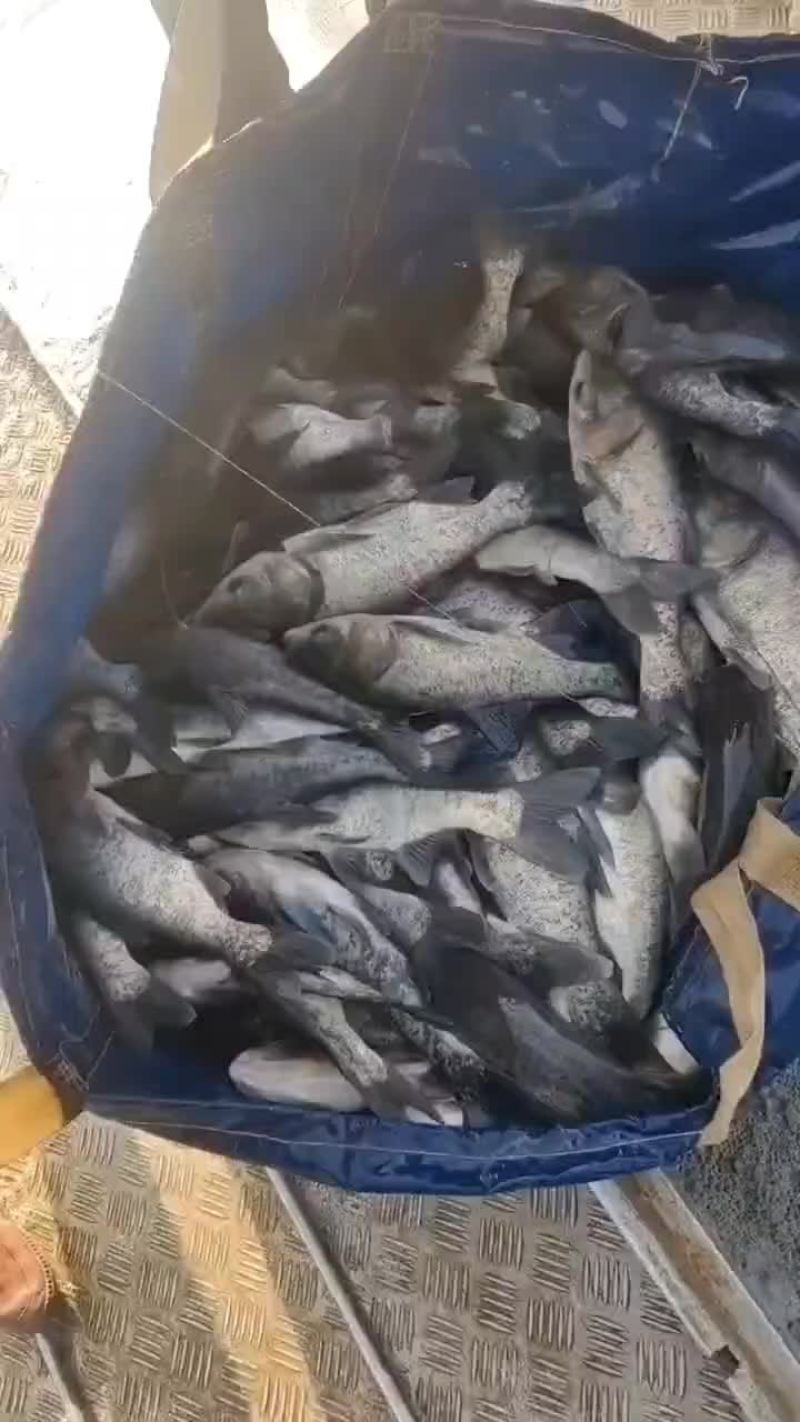 渔场出售花鲢各种花鲢鱼苗花鲢鱼苗等