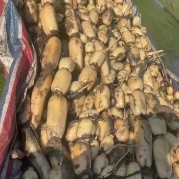 大量出货