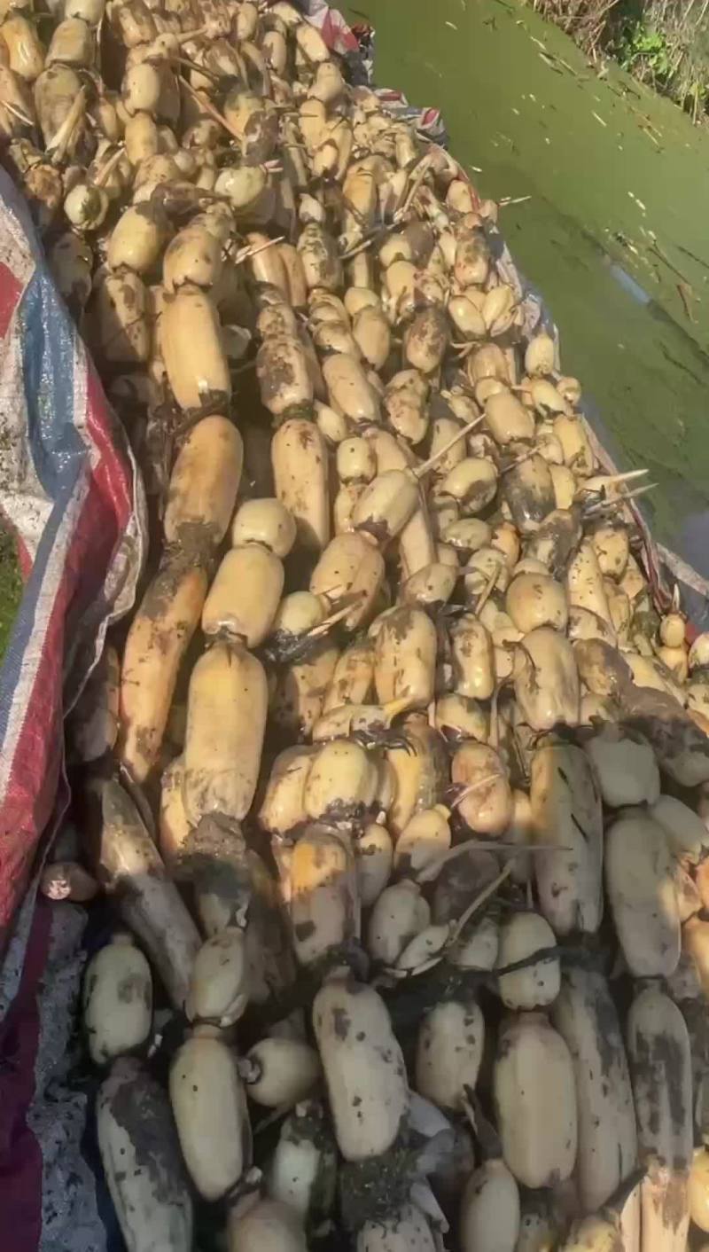 大量出货