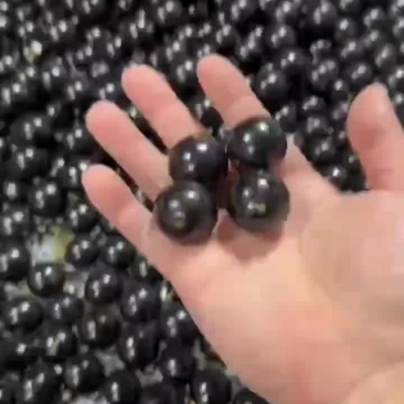 珍宝果