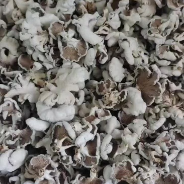 白参菌干品