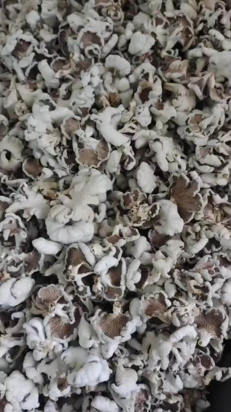 白参菌干品