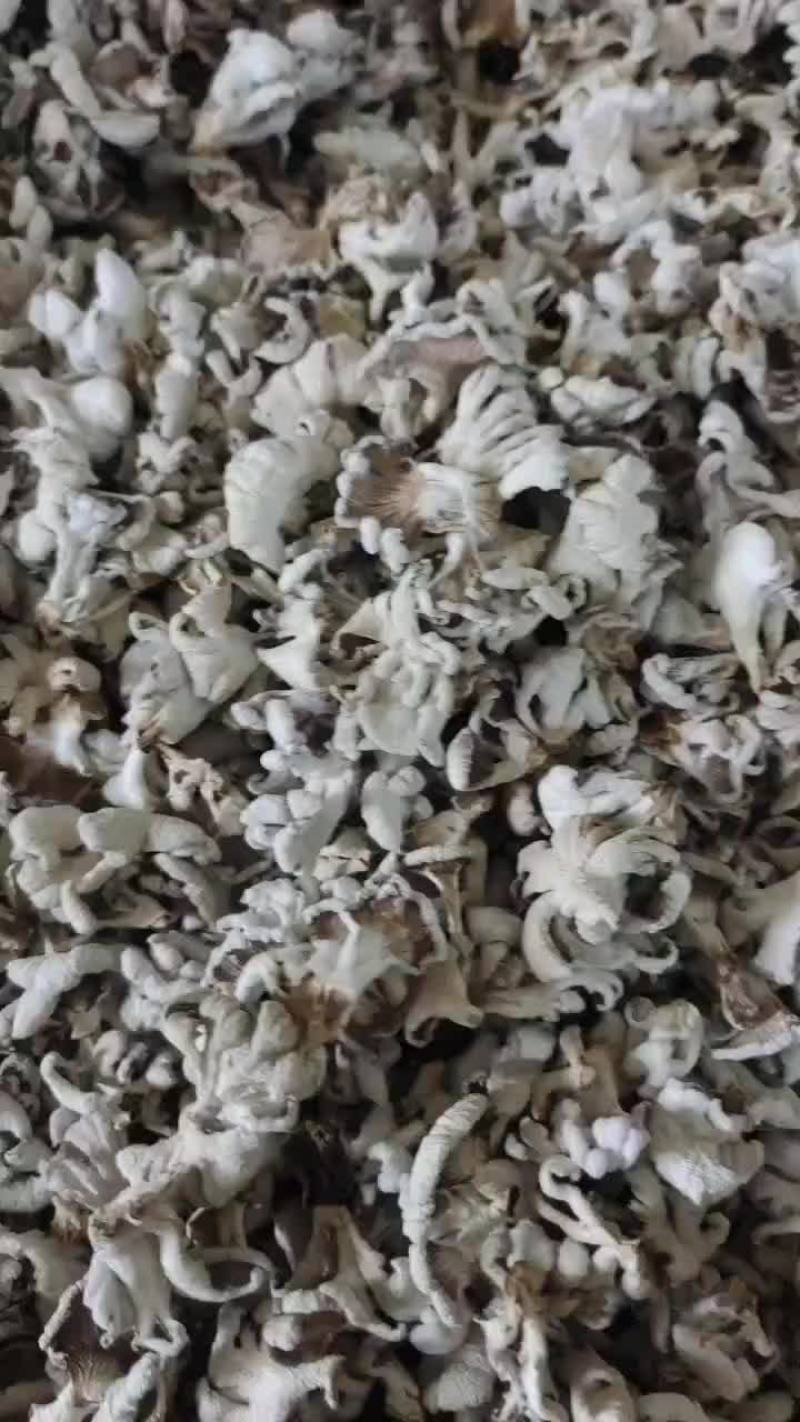 白参菌干品
