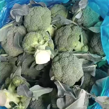 西兰花大量上市需要的老板可以联系可共用电商超市平台