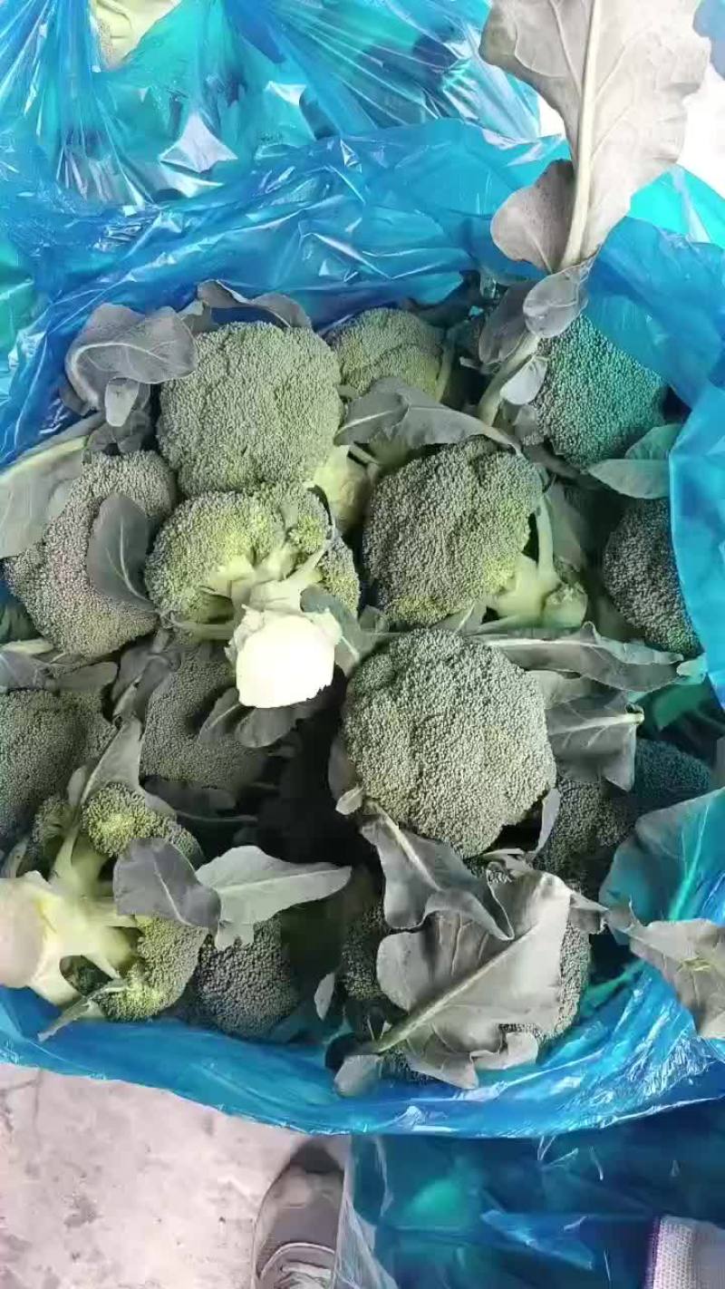西兰花大量上市需要的老板可以联系可共用电商超市平台