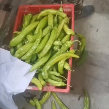 尖椒食堂工厂专用