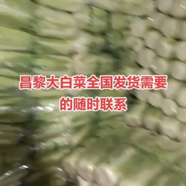 河北省昌黎县北京三号大白菜大量供应需要的老板随时联系